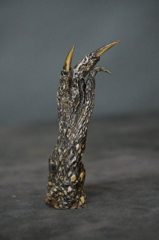 Taxidermy Alligator Foot