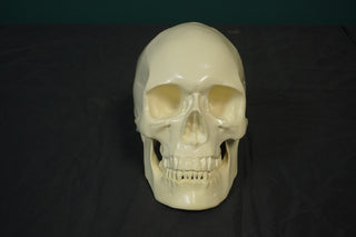 Budget Harvey Skull