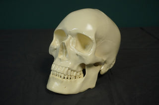 Budget Harvey Skull