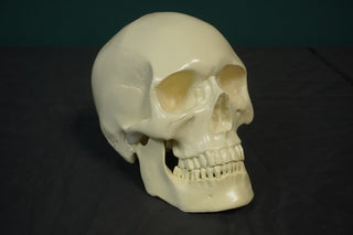 Budget Harvey Skull