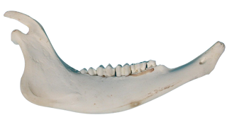 Buffalo Jaw Bone