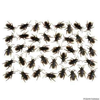 Cockroaches - Set of 40