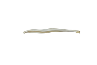 Coyote Baculum