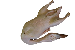 Raw Plucked Duck Prop