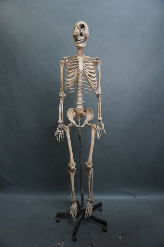 Adult Cyclops Skeleton