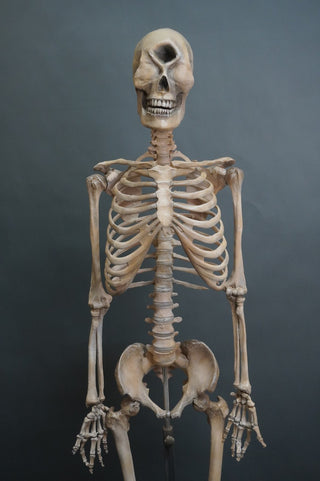 Adult Cyclops Skeleton