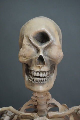 Adult Cyclops Skeleton