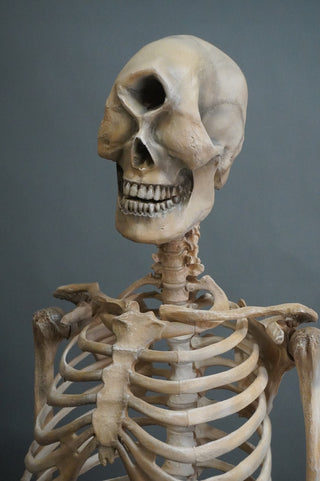 Adult Cyclops Skeleton