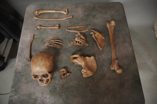 Lifecast Skull & Dozen Assorted Bones