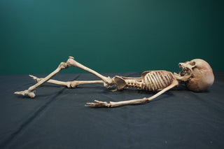 Toddler Crime Scene Skeleton