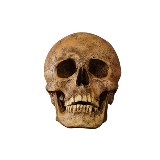 Chogan Skull