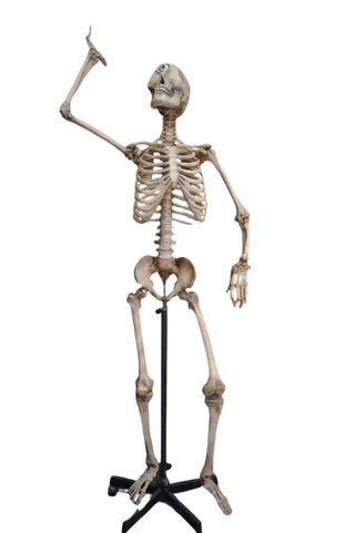 Adult Cyclops 5.5 Ft Standing Skeleton with Poseable Arms