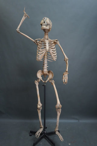 Cyclopes Skeleton Adult One Eyed Cyclops Skeleton with Poseable Arms – Dapper Cadaver Props