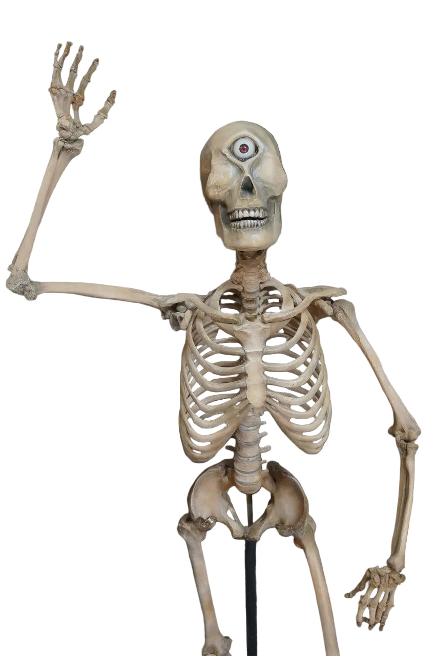 Cyclopes Skeleton Adult One Eyed Cyclops Skeleton with Poseable Arms – Dapper Cadaver Props