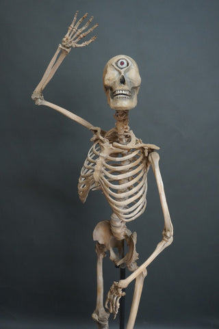 Adult Cyclops 5.5 Ft Standing Skeleton with Poseable Arms