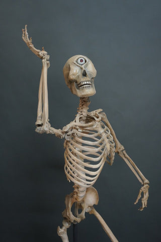 Adult Cyclops 5.5 Ft Standing Skeleton with Poseable Arms