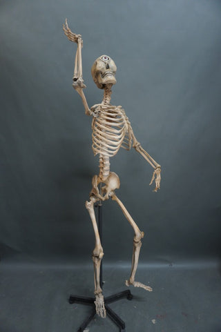 Adult Cyclops 5.5 Ft Standing Skeleton with Poseable Arms
