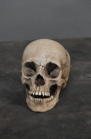 Child Skull