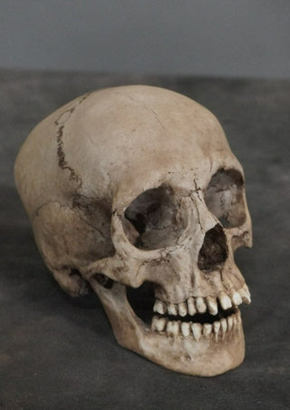 Child Skull