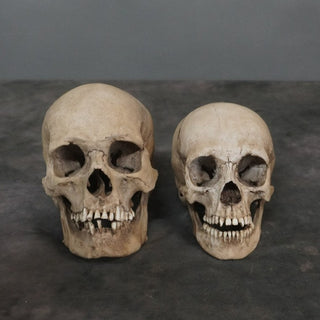 Child Skull