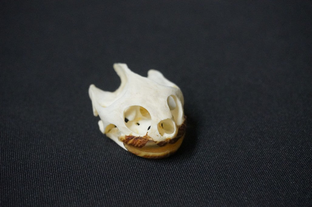 Red Ear Turtle Skull – Dapper Cadaver Props