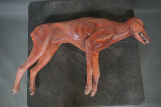 Bloody Skinned Coyote