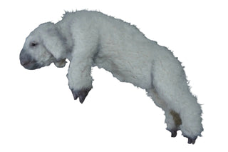Wooly Lamb