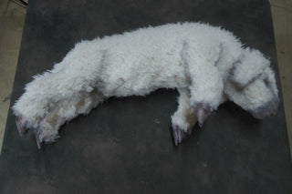 Wooly Lamb
