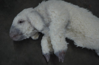 Wooly Lamb