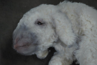 Wooly Lamb