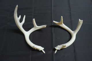 Deer Antlers - 3D Printed Pair - Unpainted