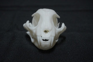 Resin Bobcat Skull - 3D Printed - Unpainted