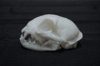 Resin Bobcat Skull - 3D Printed - Unpainted