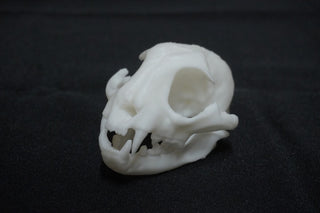 Resin Bobcat Skull - 3D Printed - Unpainted