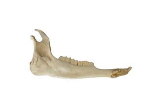 Deer Jawbone