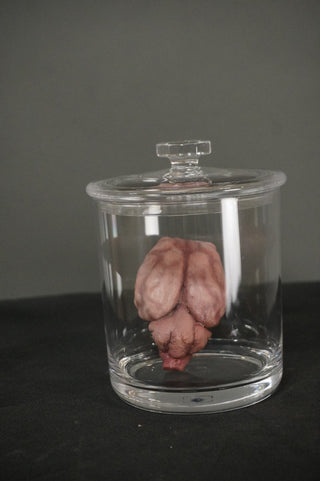 Dura Animal Brain in a Jar Prop