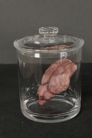 Dura Animal Brain in a Jar Prop