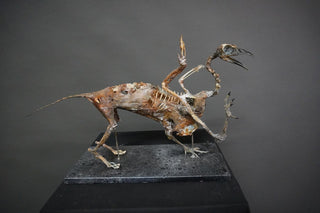 Mummified Griffin