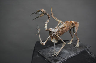 Mummified Griffin