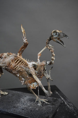 Mummified Griffin