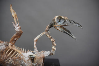 Mummified Griffin