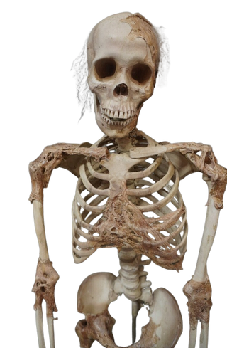 Skin and Bones Female Skeleton