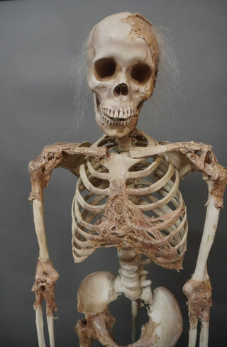 Skin and Bones Female Skeleton