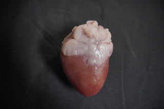 Lifesize Heart, Silicone Rubber