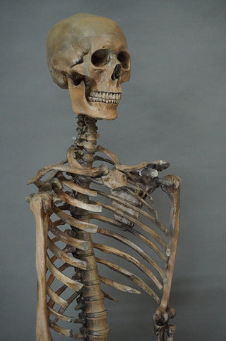 Open Rib Skeleton