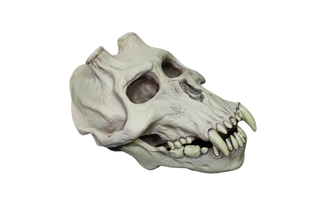 Chupacabra Skull