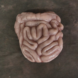 Sculpted Flatback Intestines, Silicone Rubber