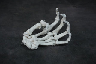 Skeleton Hands Pair
