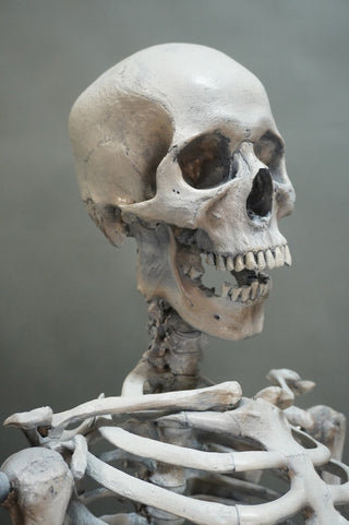 Poseable Crime Scene Skeleton with Stand