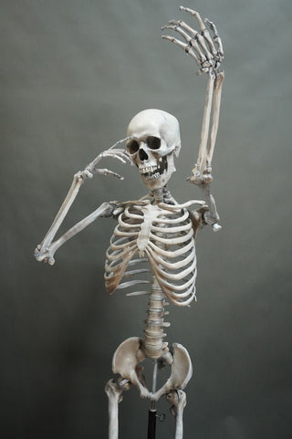 Poseable Crime Scene Skeleton with Stand